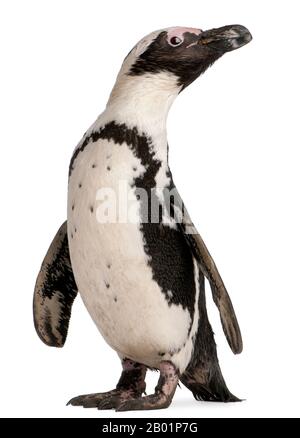 Afrikanischer Penguin, Spheniscus Demersus, 10 Jahre alt, vor weißem Hintergrund Stockfoto