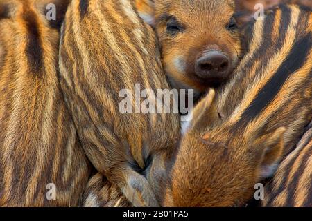 Wildschwein, Schwein, Wildschwein (Sus scrofa), ruhende Runzeln, Belgien, Ardennen Stockfoto