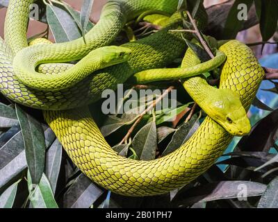 Ostgrüne Mamba, gemeine Mamba (Dendroaspis angusticeps), zwei miteinander verflochtene ostgrüne Mambas Stockfoto