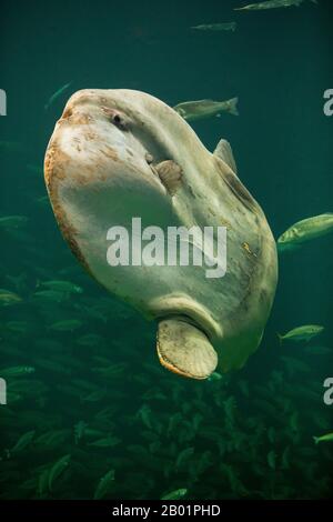 Meeressonnfisch (Mola Mola), Schwimmen Stockfoto