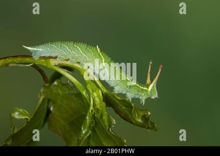 Weniger violetter Kaiser (Apatura ilia, Apatura barcina), Caterpillar ernährt sich von einem Espenblatt, Populus tremula, Deutschland Stockfoto