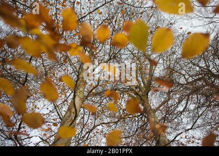 Ansicht von Buchenblättern im Herbst, Kinaldy, St Andrews, Fife, Schottland. Stockfoto