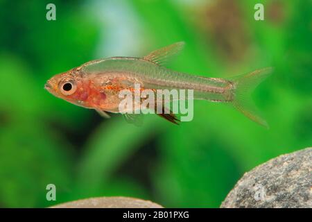 Axelrods Feuer Rasbora (Sundadanio axelrodi) brüten rot Stockfoto