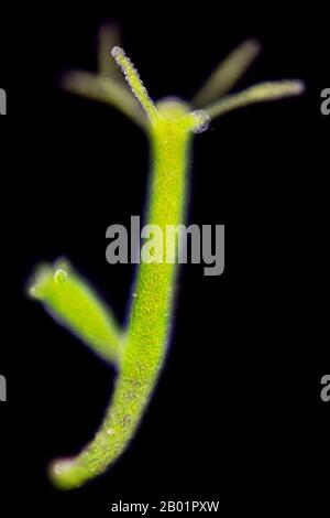Grüne Hydra (Chlorohydra viridissima, Hydra viridis), in heller Mikroskopie, Dunkelfeld, Deutschland Stockfoto