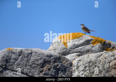 Felsenpitpit (Anthus petrosus), sitzt auf einem Stein, der mit Flechten bedeckt ist, Frankreich, Bretagne Stockfoto