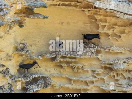 Einsiedlerei Ibis, Northern Bald Ibis (Geronticus eremita), Nistkolonie Northern Bald Ibis, Spanien, Cadiz, Vejer de la Frontera Stockfoto