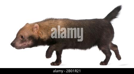 Bush Dog, Speothos venaticus, der vor weißem Hintergrund spaziert Stockfoto