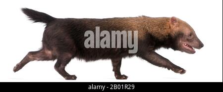 Bush Dog, Speothos venaticus, der vor weißem Hintergrund spaziert Stockfoto