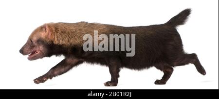 Bush Dog, Speothos venaticus, der vor weißem Hintergrund spaziert Stockfoto