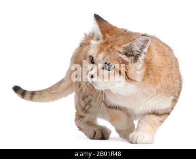 Sandkatze Felis margarita, 17 Jahre alt, vor weißem Hintergrund spazieren Stockfoto