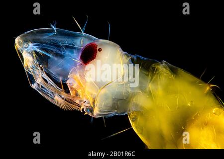 Phantommitte (Chaoborus spec.), Mikroskopfoto des Kopfes einer Phantommitte, Raptorielle Antennen zum Beutefang, Deutschland Stockfoto