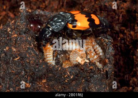 Burying Beetle (Necrophorus vespilloides, Nicrophorus vespilloides), Larve in kadaver, Deutschland Stockfoto