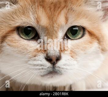 Nahaufnahme von Sandkatze, Felis margarita, 17 Jahre alt Stockfoto