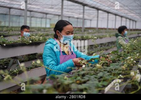Zunyi, Chinas Provinz Guizhou. Februar 2020. Dorfbewohner arbeiten auf dem Erdbeerfeld in Chishui City, im Südwesten Chinas in der Provinz Guizhou, 18. Februar 2020. Dorfbewohner in ganz China waren in letzter Zeit mit der landwirtschaftlichen Produktion beschäftigt, als das Wetter aufheizt. Credit: Zhang Peng/Xinhua/Alamy Live News Stockfoto