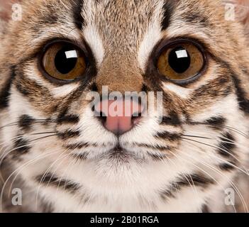 Nahaufnahme von Oncilla, Leopardus tigrinus, 1 Jahr alt Stockfoto
