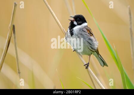 Reedbunt (Emberiza schoeniclus), Gesang männlich in Schilf, Niederlande, Gelderland, Nijkerk Stockfoto