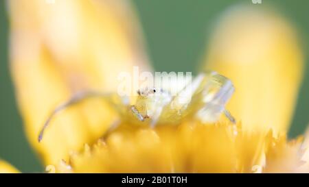 Goldenrod-Krabbenspinne (Misumena vatia), sitzt auf einer Blume, Deutschland, Bayern Stockfoto