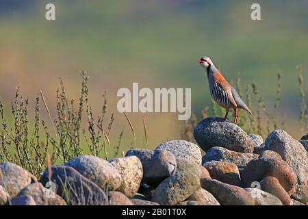 Schukar-Rebhuhn (Alectoris chukar), männlich steht auf einem Steinmausruf, Griechenland, Lesbos Stockfoto