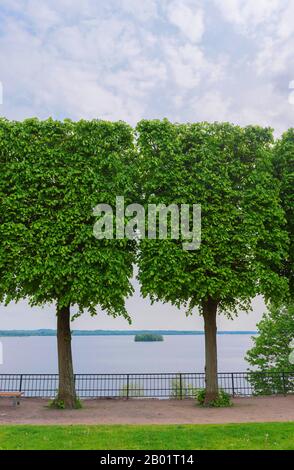 Bassholz, Linde, Linde (Tilia spec.), kastenförmige Linde im Palastgarten am großen Ploener See, Deutschland, Schleswig-Holstein, Ploen Stockfoto