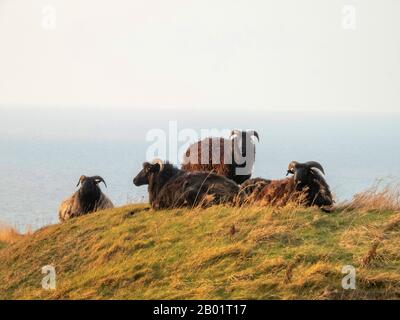 Heidschnucke, Heath Sheep (Ovis ammon f. Widder), Deutsche Heide auf der Insel Helgoland, Deutschland, Schleswig-Holstein, Helgoland Stockfoto