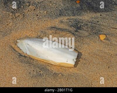 Cuttlebone am Strand von Matalascanas, Spanien, Andalusien, Huelva, Matalascanas Stockfoto