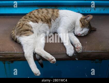 Katze auf blauer und brauner Bank schläft. Stockfoto