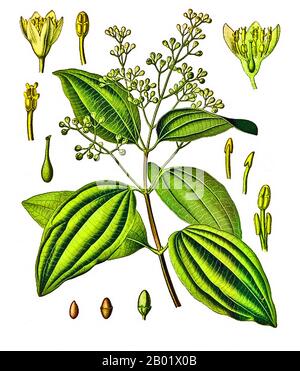Sri Lanka: Cinnamomum verum – Cinnamon. Illustration aus Franz Eugen Köhlers Medizinal-Pflanzen, 1897. Zimt ist ein Gewürz, das aus der inneren Rinde mehrerer Bäume der Gattung Cinnamomum gewonnen wird und sowohl in süßen als auch in herzhaften Lebensmitteln verwendet wird. Obwohl sie nur auf der Insel Sri Lanka beheimatet sind, sind Zimtbäume heute in Südostasien naturalisiert. Zimt ist der Name für vielleicht ein Dutzend Arten von Bäumen und die kommerziellen Gewürzprodukte, die einige von ihnen produzieren. Alle sind Mitglieder der Gattung Cinnamomum aus der Familie Lauraceae. Nur wenige von ihnen werden kommerziell für Gewürze angebaut. Stockfoto