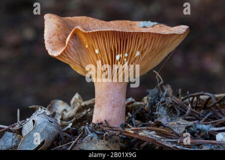 Milchmütze Lactarius torminosus mit seinen charakteristischen Milchtropfen. Leon, Spanien Stockfoto