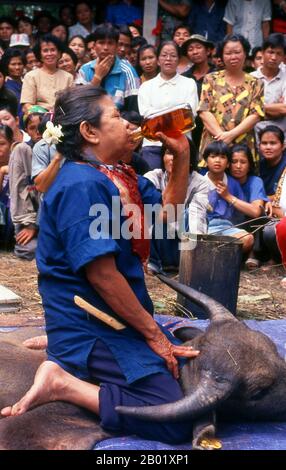 Thailand: Eine lange Schwalbe Whisky hilft, die Trance fließend zu halten, Pu SAE, Ya SAE Festival, Tambon Mae Hia, Chiang Mai, nordthailand. Jeden späten Mai oder Juni, kurz vor Beginn der Regenzeit, finden zwei wenig bekannte, aber archaische Rituale in der Umgebung von Chiang Mai im Norden Thailands statt. Dies sind die verwandten Pu SAE- und Ya SAE-Zeremonien, die vermutlich vor der Einführung des Buddhismus in Nordthailand liegen. Die Traditionen, die sie umfassen, datieren ähnlich vor der thailändischen und sogar Mon-Besiedlung in der Gegend und werden mit den Lawa, den frühesten bekannten Einwohnern, in Verbindung gebracht. Stockfoto