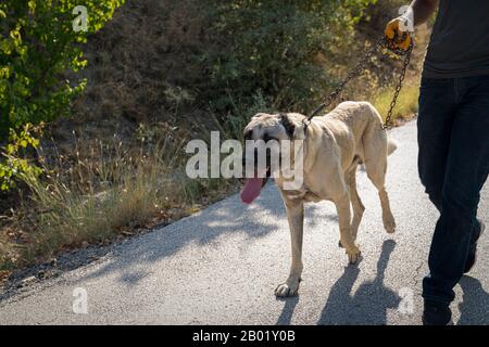 Man spazieren mit anatolischem Hirtenhund (Sivas kangal kopek, kopegi) Stockfoto