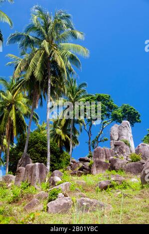 Thailand: Palmen auf der felsigen Landschaft in der Nähe der Tanot Bucht, Ao Tanot, Ko Tao (Turtle Island), Südthailand. Ko Tao oder Turtle Island, die sich mitten im Golf von Thailand befindet, wurde von den frühen Siedlern nach der buckeligen, schildkrötenähnlichen Form der Insel benannt, obwohl sie auch ein bedeutender Brutplatz für Karettschildkröten und Grüne Schildkröten ist. Die Wirtschaft der Insel, die bis auf die vorübergehenden Fischer einst unbewohnt war, dreht sich heute fast ausschließlich um Tourismus und Tauchen. Die rasche Entwicklung des Tourismus in den letzten Jahren hat sich negativ auf die Schildkrötenzucht ausgewirkt. Stockfoto