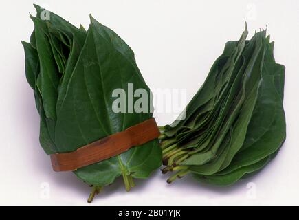 Thailand: Betelblätter, die für die Herstellung eines Betel Quid oder Paan verwendet werden. Die Betel (Piper betle) ist das Blatt einer Rebe der Familie der Piperaceae, zu der auch Pfeffer und Kava gehören. Es wird sowohl als mildes Stimulans als auch wegen seiner medizinischen Eigenschaften geschätzt. Betelblatt wird hauptsächlich in Asien und anderswo in der Welt von einigen asiatischen Emigranten als Betel quid oder Paan, mit oder ohne Tabak, in einer süchtig machenden, psycho stimulierenden und euphoriespendenden Formulierung mit schädlichen gesundheitlichen Auswirkungen konsumiert. Das Kauen von Areca-Nüssen ist in der modernen Welt ein immer seltenerer Brauch. Stockfoto