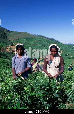 Die Teeproduktion in Sri Lanka, früher Ceylon, ist für die Sri-lankische Wirtschaft und den Weltmarkt von hoher Bedeutung. Das Land ist der viertgrößte Teehersteller der Welt, und die Industrie ist eine der wichtigsten Devisenquellen des Landes und eine bedeutende Einnahmequelle für Arbeiter, wobei der Tee 15 % des BIP ausmacht und jährlich etwa 700 Millionen Dollar erwirtschaftet. 1995 war Sri Lanka mit 23 % des weltweiten Exports von Tee der weltweit führende Exporteur (und nicht Produzent), der inzwischen jedoch von Kenia übertroffen wurde. Der Teesektor beschäftigt direkt oder indirekt über 1 Millio Stockfoto