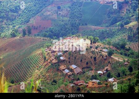 Thailand: Neue Teeplantagen umgeben ein Akha-Dorf in der Nähe von Doi Mae Salong, Provinz Chiang Rai, Nord-Thailand. Die Akha sind ein Bergstamm von Subsistenzbauern, die für ihre Kunstfertigkeit bekannt sind. Die ethnische Gruppe könnte vor etwa 1500 Jahren aus der Mongolei stammen. Die meisten der verbliebenen Akha sind heute in kleinen Dörfern in den Bergen von China, Laos, Myanmar (Birma) und Nordthailand verteilt, wo sie einer der sechs wichtigsten Bergstämme sind. Die Akha kamen Anfang des 20. Jahrhunderts in Thailand an und emigrieren weiter, von denen etwa 80.000 in Thailand leben. Stockfoto