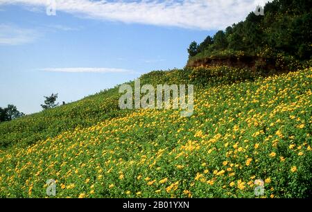 Thailand: Mexikanische Sonnenblumen auf einem Hügel in der Provinz Mae Hong Son im Norden Thailands. Tithonia diversifolia ist eine blühende Pflanzenart aus der Familie der Asteraceae, die allgemein als Ringelblume, mexikanisches Tournesol, mexikanische Sonnenblume, japanische Sonnenblume oder Nitobe chrysantheme bekannt ist. Sie ist im Osten Mexikos und Mittelamerikas beheimatet, hat aber eine fast pantropische Verbreitung als eingeführte Art. Je nach Gebiet kann Tithonia diversifolia entweder ein- oder mehrjährig sein, 2-3 m (6,6-9,8 ft) hoch mit aufrechten und manchmal holzigen Stielen in Form von Holzsträuchern. Stockfoto