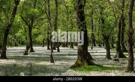 Bäume im Kizilirmak Delta und Feuchtgebiet mit weißen Blumen. Stockfoto