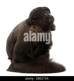 Black Bearded Saki, Chiropotes Satanas, 6 Jahre alt, vor weißem Hintergrund Stockfoto