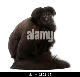 Black Bearded Saki, Chiropotes Satanas, 6 Jahre alt, vor weißem Hintergrund Stockfoto