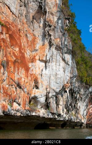 Thailand: Unterschnittene Klippe, Nationalpark Ao Phang Nga (Phangnga Bay), Provinz Phang Nga. Der Ao Phang Nga Nationalpark wurde 1981 eröffnet und umfasst eine Fläche von etwa 400 km² und besteht hauptsächlich aus Karstfelsen und Inseln, hoch aufragenden Klippen und dem klaren Wasser des Phuket-Meeres. Obwohl die Heimat einer Vielzahl von Meeres- und Küstenbewohnern, einschließlich des zwei Meter langen Wasserüberwachungssystems, besuchen die meisten Menschen den Park, um die vielen aufragenden Karsttürme zu bewundern und zu segeln. Stockfoto