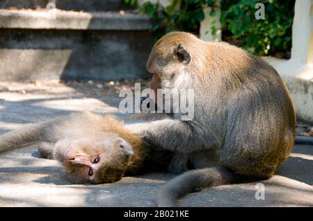 Thailand: Stumpfschwanzmakaken, die sich gegenseitig auf Khao Chong Krajok (Spiegelberg), Prachuap Provinz Khiri Khan, pflegen. Macaca arctoides, auch Bärenmakaken genannt, ist eine Art von Makaken, die in Südasien und Südostasien vorkommt. Er ist hauptsächlich frugivorer, isst aber viele Arten von Vegetation, wie Samen, Blätter und Wurzeln, jagt aber auch Süßwasserkrabben, Frösche, Vogeleier und Insekten. Sie kommt im Allgemeinen in subtropischen und tropischen, immergrünen Laubwäldern vor, je nach Niederschlagsmenge in der Region in unterschiedlichen Höhen. Stockfoto