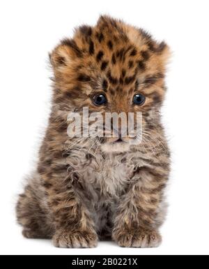 Amur Leopardenkuppe, Panthera pardus orientalis, 6 Wochen alt, vor weißem Hintergrund Stockfoto