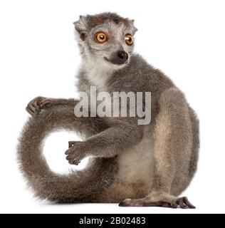 Bekrönter Lemur, 2 Jahre alter Eulemur coronatus vor weißem Hintergrund Stockfoto