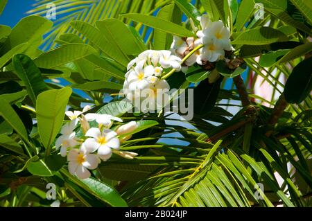 Plumeria (gebräuchlicher Name Frangipani) ist eine Gattung von blühenden Pflanzen in der Familie der Dogbane, Apocynaeen. Sie enthält sieben oder acht Arten von hauptsächlich Laubsträuchern und kleinen Bäumen. Sie sind in Mittelamerika, Mexiko, der Karibik und Südamerika bis nach Brasilien heimisch, sind aber in den Tropen der Welt verbreitet. Der Name Leelawadee (stammt aus dem thailändischen) findet sich gelegentlich. Stockfoto