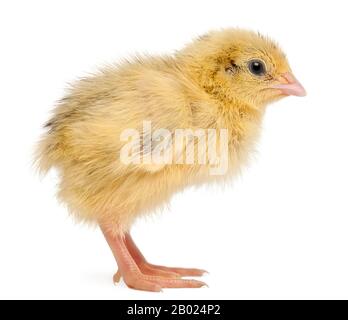 Japanische Wachtel, auch bekannt als Wachtel, Coturnix Coturnix japonica, 3 Tage alt, vor weißem Hintergrund Stockfoto