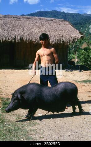 Die zerklüfteten, unnachahmbaren chinesischen Muleteers, die den Burmesen als Panthay und den Thailändern und Laos als Haw oder Chin Haw bekannt sind, waren - und sind zum Teil noch - die Meister des Goldenen Dreiecks. Sicherlich waren sie die besten Händler, die in die entlegensten Gebiete des verbotenen Gebietes, wie die Wa-Staaten, vordringen, während gleichzeitig ihre Muldenkarawanen, die mit allem ausgestattet sind, von Edelsteinen und Jade bis hin zu Opium- und Kupferpfannen, bis hin zu Luang Prabang in Laos gehandelt werden, Moulmein in Birma, Dali und Kunming in Yunnan und Chiang Mai in Nordthailand. Stockfoto