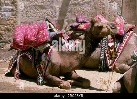 Indien: Kamele vor Surya Pol (Surya Gate), einem der vier Haupttore des Jaisalmer Forts, Jaisalmer, Rajasthan. Die Mehrheit der Einwohner von Jaisalmer sind Bhati Rajputen, die ihren Namen von einem Vorfahren namens Bhatti, einem bekannten Krieger, als der Stamm noch in den Punjab lag, ableiten. Kurz darauf wurde der Clan nach Süden getrieben und fand eine Zuflucht in der indischen Wüste, die fortan ihre Heimat war. Deoraj, ein Prinz des Bhati-Clans, gilt als der eigentliche Gründer der Jaisalmer-Dynastie. 1156 gründete Rawal Jaisal, der sechste in Folge aus Deoraj, die Stadt Jaisalmer. Stockfoto