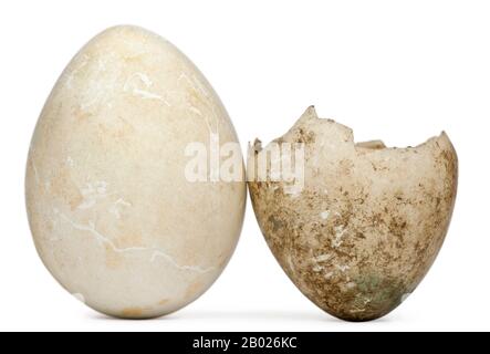 Geschlüpftes und ungeschrafftes Ei des Afrikanischen Penguin, Spheniscus demersus, vor weißem Hintergrund Stockfoto