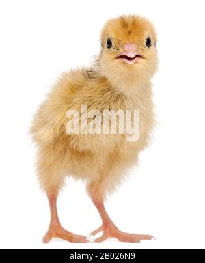 Japanische Wachtel, auch bekannt als Wachtel, Coturnix Coturnix japonica, 3 Tage alt, vor weißem Hintergrund Stockfoto