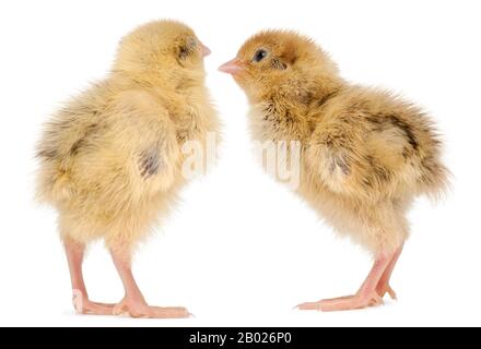 Zwei Japanische Wachtel, auch bekannt als Wachtel, Coturnix Coturnix japonica, 3 Tage alt, vor weißem Hintergrund Stockfoto