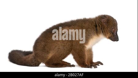 Rot belaubte Lemu, Eulemur rubriventer, 21 Jahre alt, sitzt vor weißem Hintergrund Stockfoto